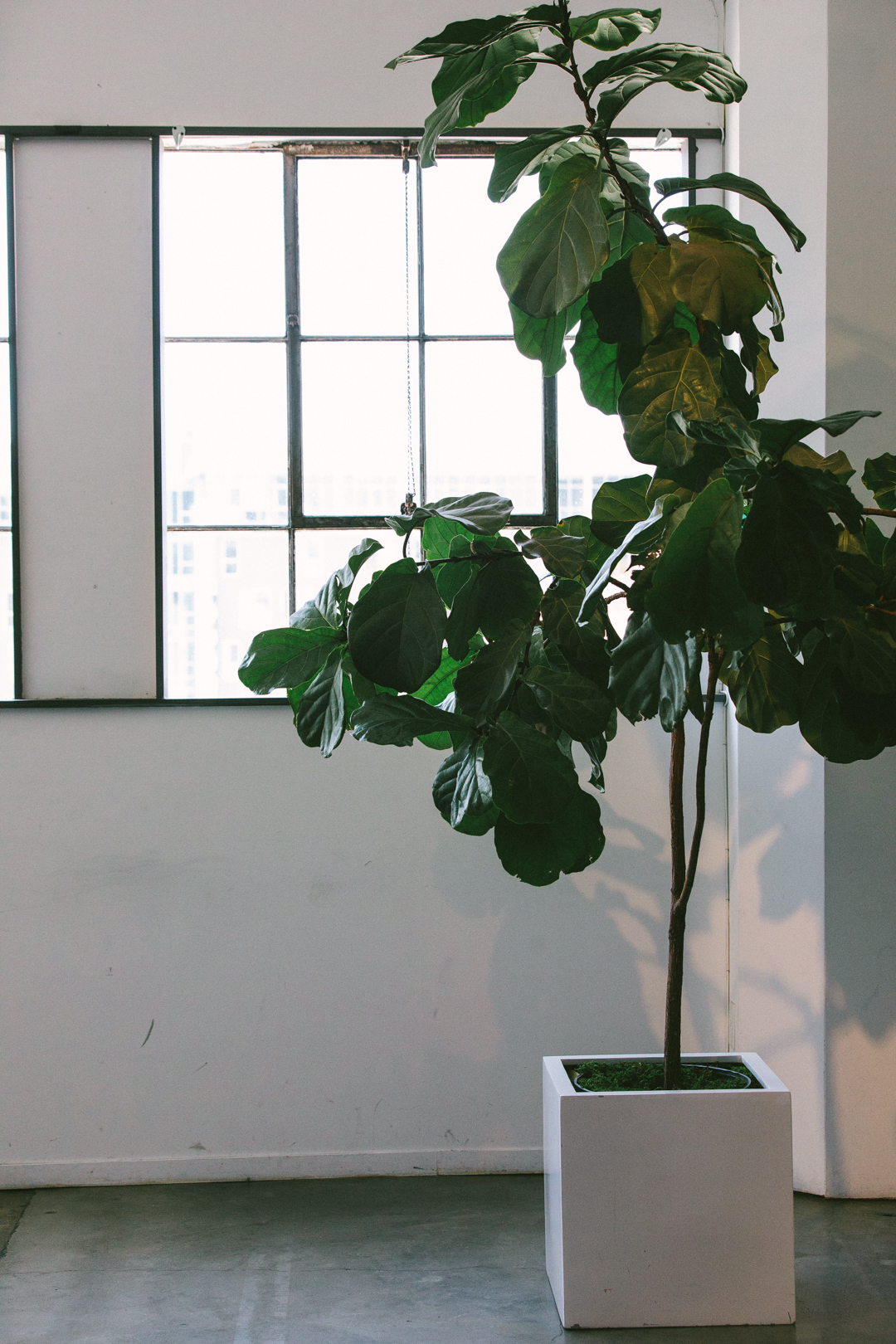 Fiddle-leaf fig in the sunlit loft window before doors opened